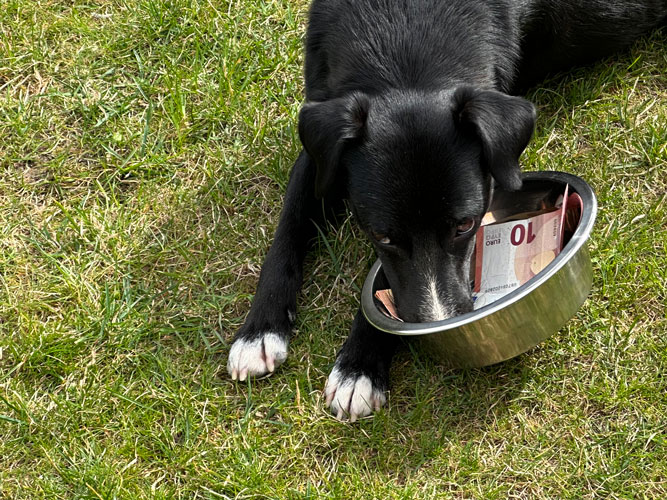 Darf ich bitte ein Leckerli haben? Preise Hundetraining: Hund zeigt den Trick „Kopf ablegen“ auf eine mit Geld gefüllte Schüssel