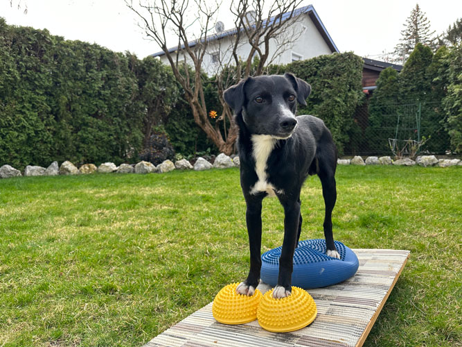 Hundeturnen in Royas Garten Hund steht auf Igelbällen und einem Balanceball auf einem Wackelbrett