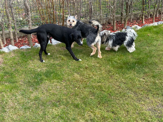 Hundetreffen Hundetraining Gruppe: Drei Hunde haben Kontakt zueinander