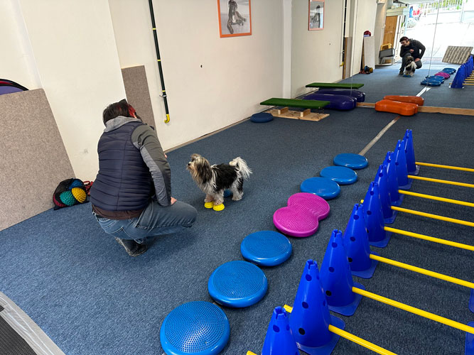 Ca. 40 m2 mit gelenkschonendem Boden und Spiegelwand Hundetraining Orte: Mensch und Hund bei einer Übung in Royas Trainingsraum