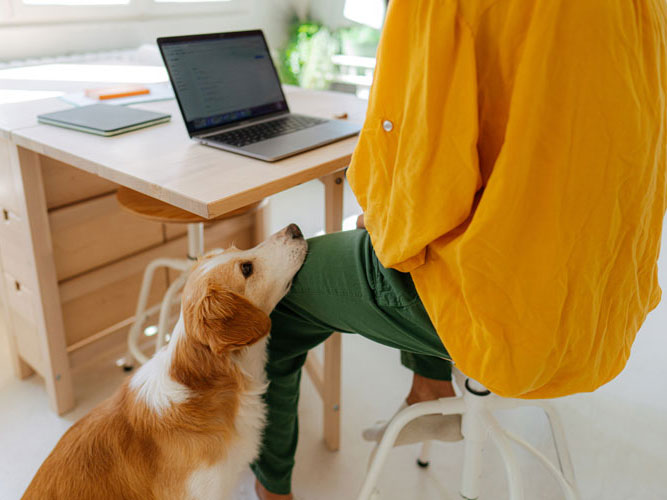 Hundetraining Orte: Hausbesuche auch im Büro möglich Hund bettelt im Büro um Aufmerksamkeit