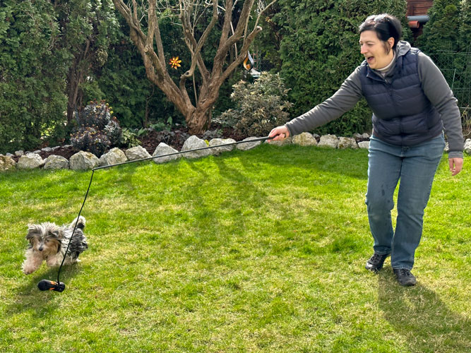 Hundetraining Orte: Mehr als 100m2 Wiese zum spielen und trainieren Mensch und Hund spielen in Royas Garten