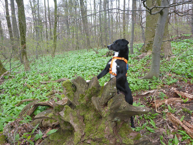 Hundetraining Orte: Beschäftigung in der Natur Hund steht mit Vorderpfoten auf einem Baumstamm