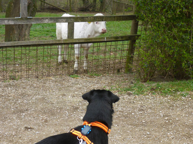 Besuch im Tierpark Hundetraining Orte, Tierpark: Hund begegnet einem Kalb