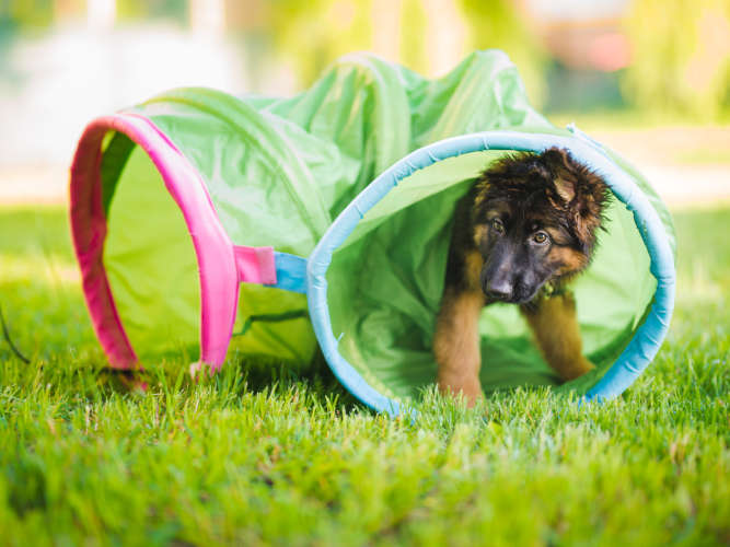 Welpenkurs-Tunnel Ein Welpe beim Training mit einem Tunnel